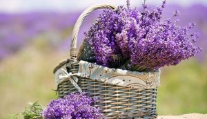 Hoa oải hương (lavender)